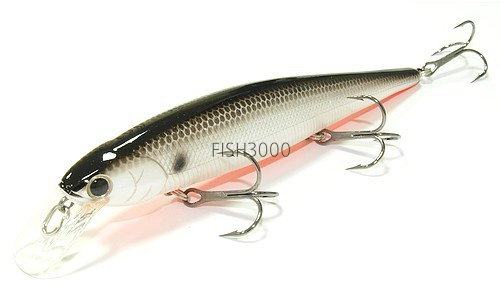 077 Or Tennessee Shad