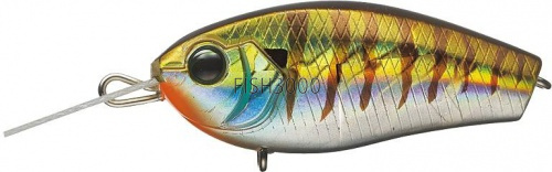  Ever Green Fact Craft 50 Baby Gill